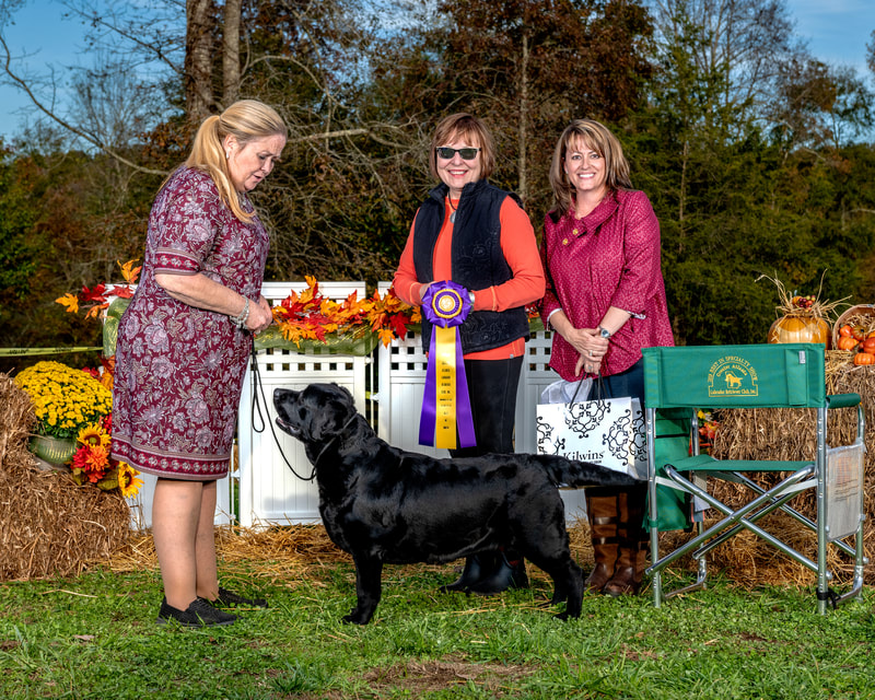 AKC Champion Labrador Retriever Puppies AKC Registered Grand Champion