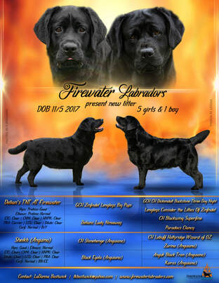 akc lab puppies for sale